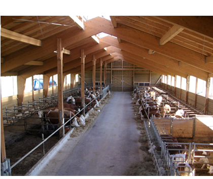 Freilaufstall